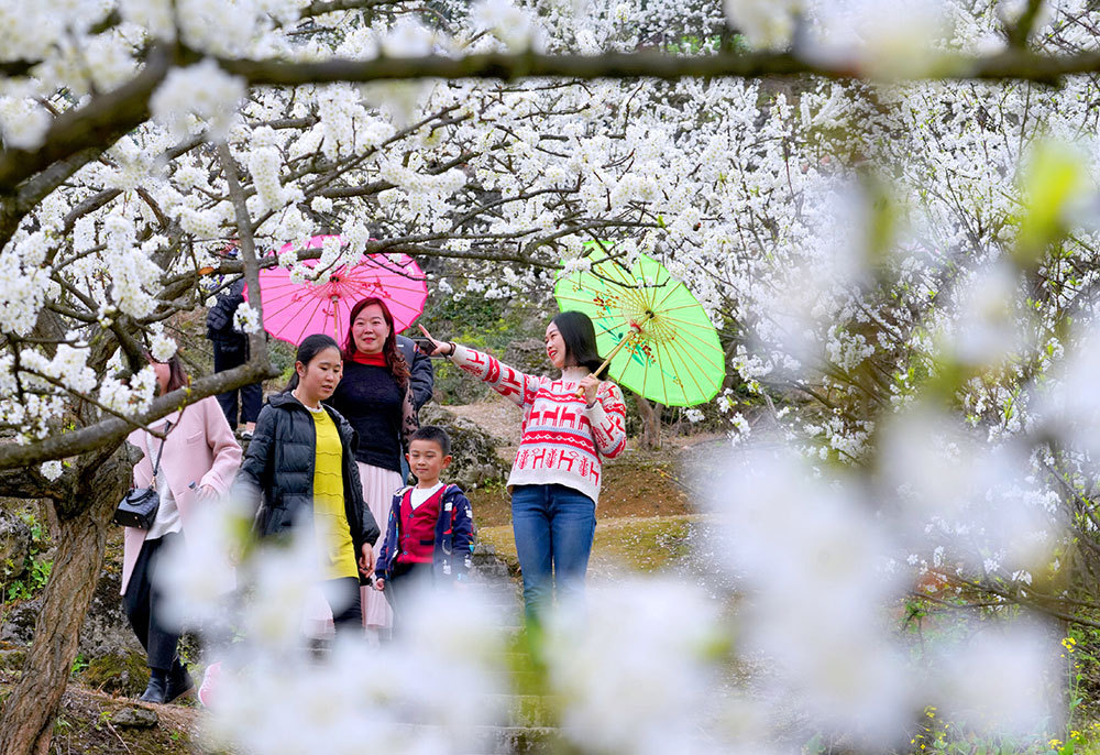 Beautiful Blossoming Plum Flowers in Chongqing Village are Waiting for ...