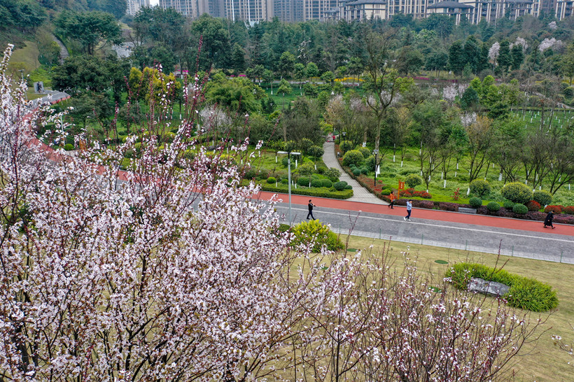 Yubei District: Come and enjoy luxuriant trees, plum blossoms, peach ...