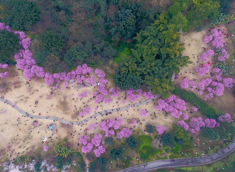 Yubei District: Come and enjoy luxuriant trees, plum blossoms, peach blossoms