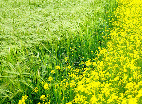 Canola Blossoms in 10 Different Colors