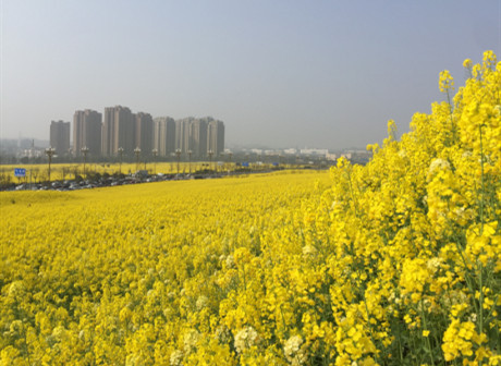Sea of Flowers Included in a China-Singapore New Town in Chongqing