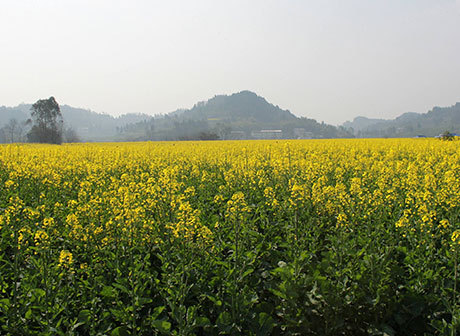 Fascinating! Cheongsam Show in a Sea of Golden Flowers