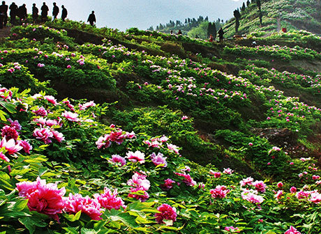 Dianjiang Peony Eco-Tourism Area:the biggest peony planting area in China