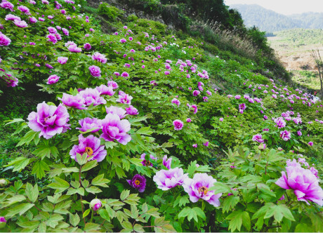 An Invitation from the Peony Land