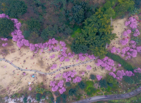 Chongqing's Plans for High-Quality Development and Life