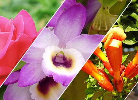 A Taste of Spring: Mouthwatering Flower Delicacies