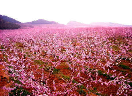 Feel the Sea of  Peach Blossoms at Zouma Town