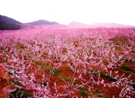 Feel the Sea of Peach Blossoms at Zouma Town