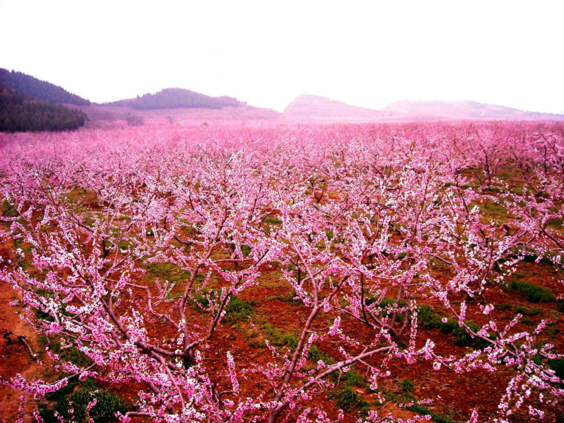 peach-blossoms-flower