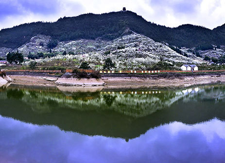 Beautiful Blossoming Plum Flowers in Chongqing Village are Waiting for You