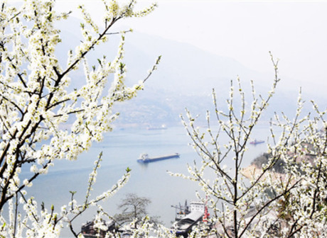 Come and Enjoy Plum Blossoms in Chongqing Wushan