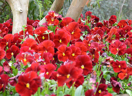 Beautiful Flowers in Spring Decorate Chongqing City