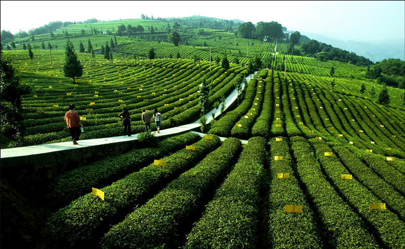 tea-spring-tea