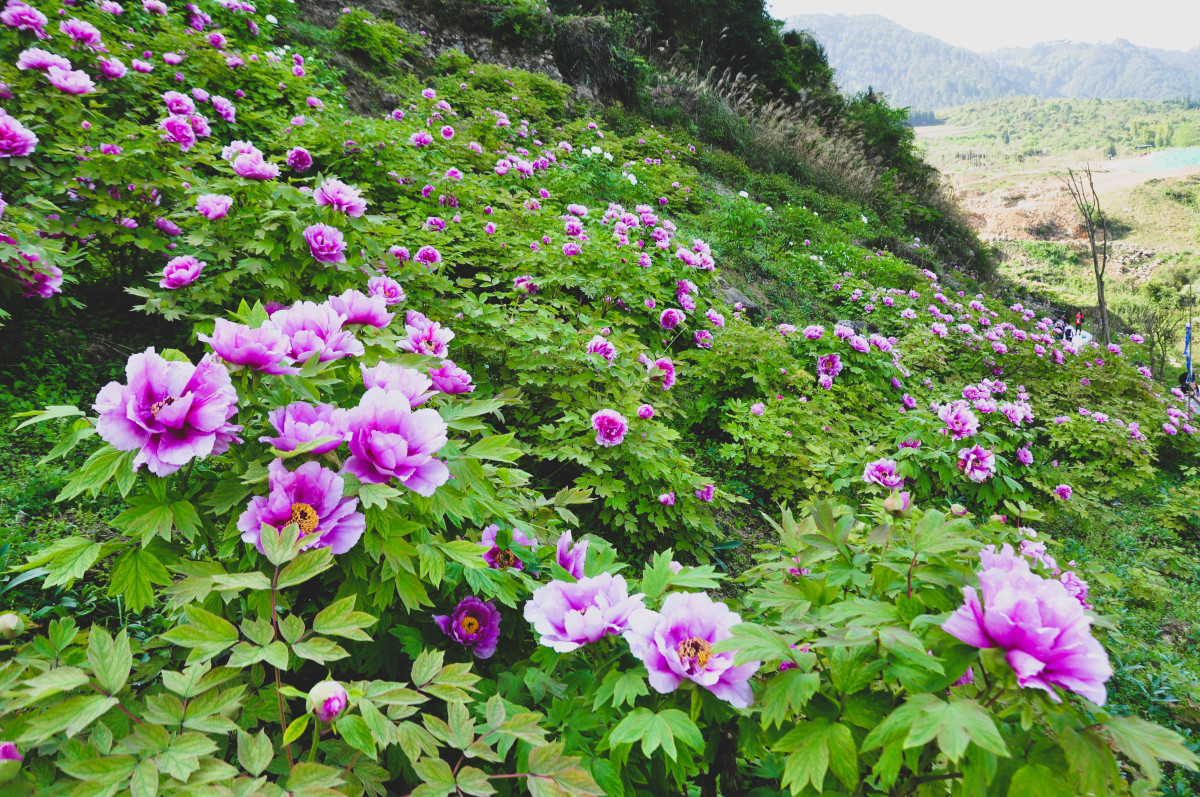 Peony in the Kaizhifeng Tourist Area
