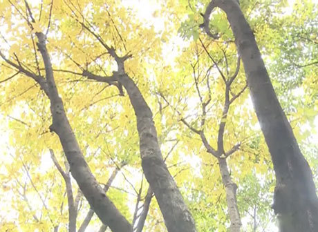 Autumn-Like Sceneries Appear in Chongqing's Spring