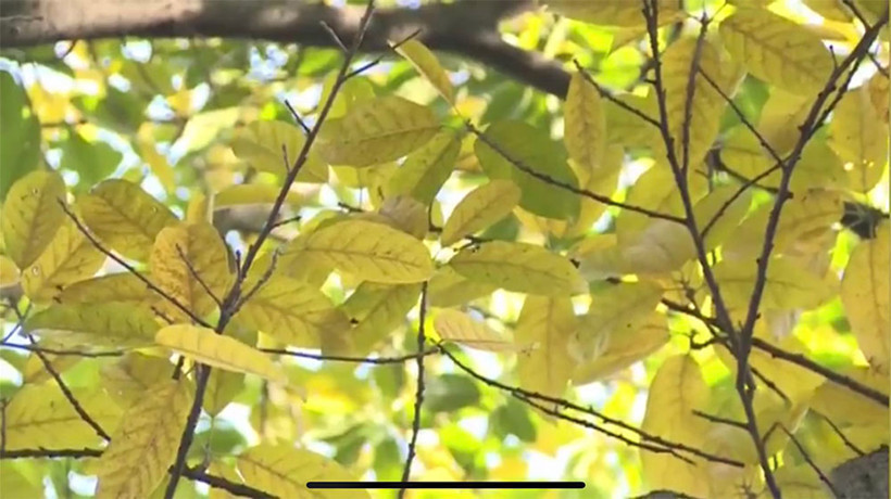 Autumn-Like-leaf