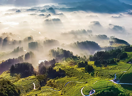 The Lush Jinfo Mountain: a Cathaya Site in Nanchuan District