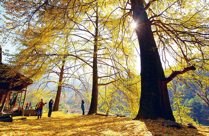 The Lush Jinfo Mountain: a Cathaya Site in Nanchuan District | ichongqing