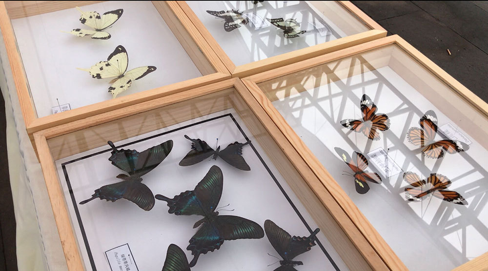 Earth-Day-butterfly