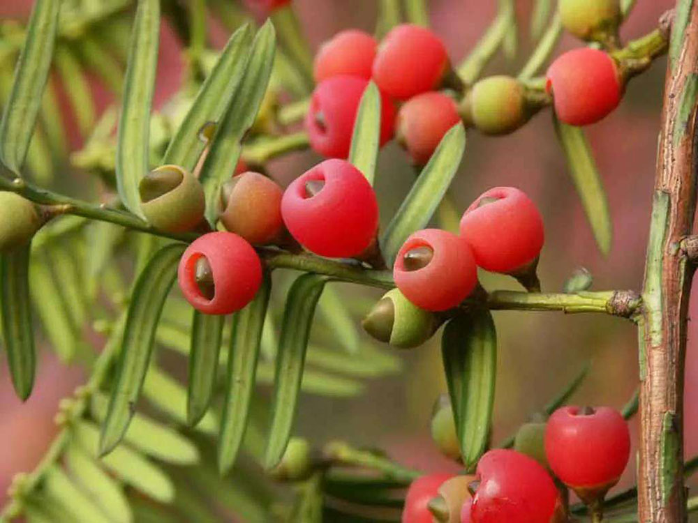 Plants as Rare as Giant Pandas Are in Chongqing | ichongqing