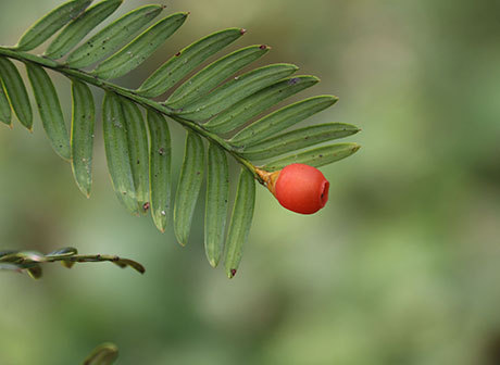 Plants as Rare as Giant Pandas Are in Chongqing