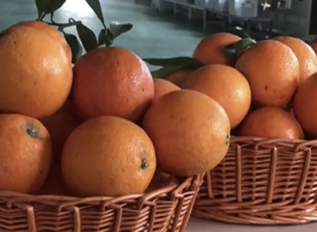 The First Order of Chongqing Orange Exported to Indonesia