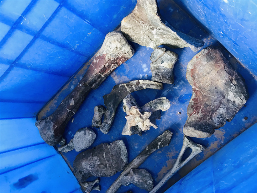 Restoration-fossil