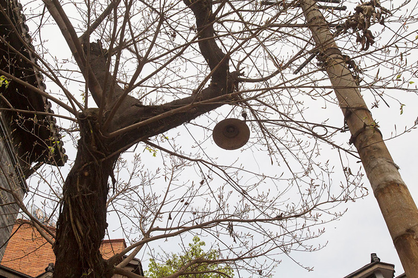Shibati-tree
