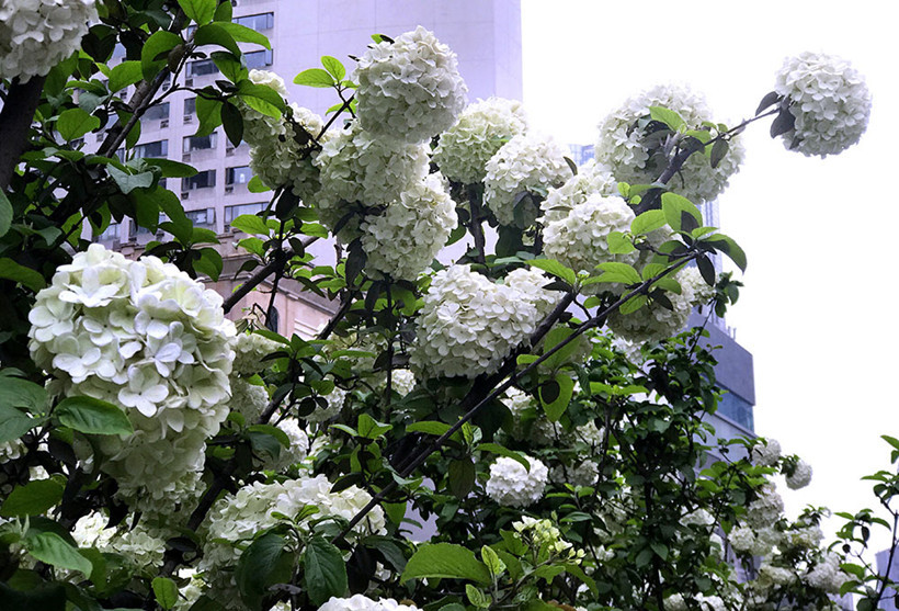 bowl-sized-flowers-city