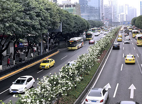 Bowl-Sized Flowers Embelish the Roads in Chongqing