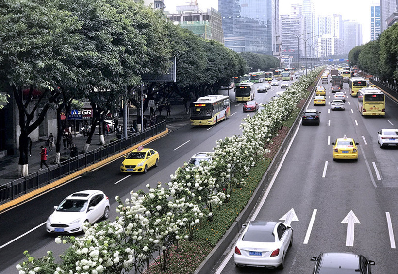 bowl-sized-flowers-overpass