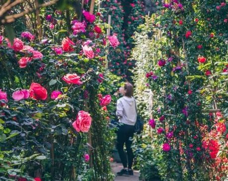 Be a local in Chongqing: Discovering Flowers & Birds Markets