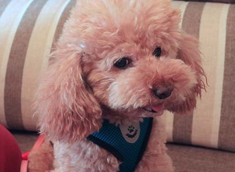 Pet Day Special: More Pet Friendly Environment and More Love