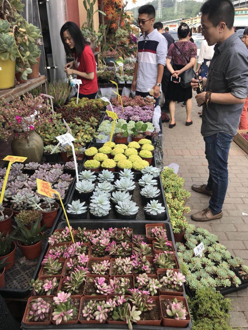 Succulents Pots in Hongfan Wanghai Market