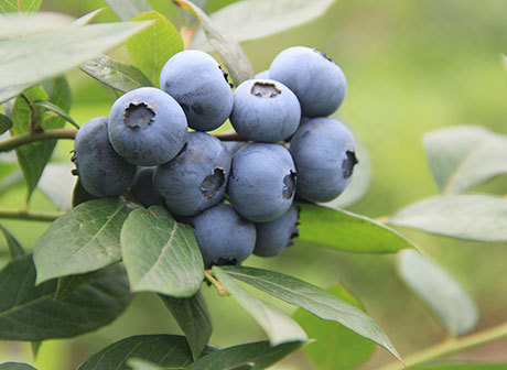 Blueberries of Chongqing Get Ripe! Popular Picking Destinations in Chongqing's Main Urban Regions