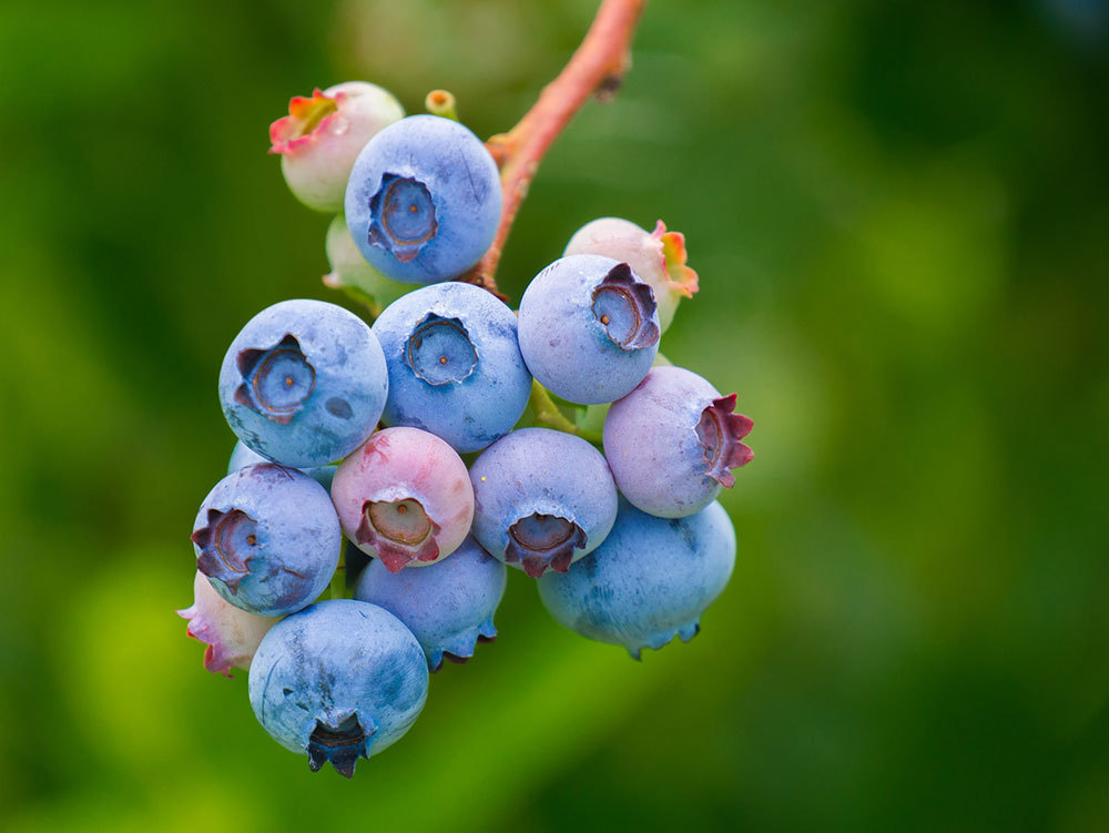Blueberries-shapingba