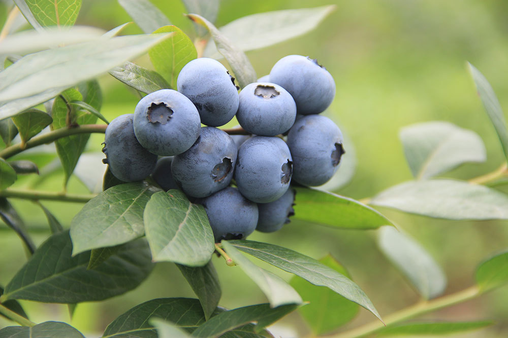 Blueberries-yubei