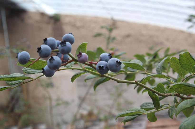 Blueberry-Picking-Jian