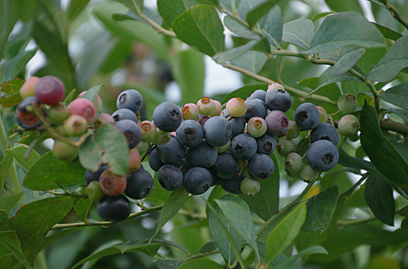 Blueberry-Picking-Lecui