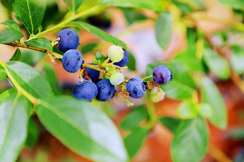 Blueberry-Picking-anyu