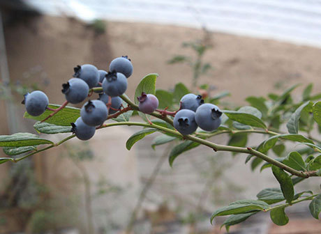 Blueberries in Chongqing Are Ripe! Popular Blueberry Picking Destinations Outside of Downtown Chongqing