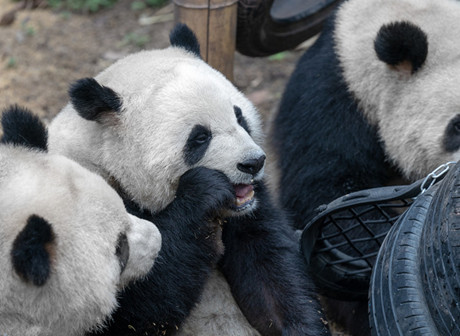 Travel Guide: Have Fun with Pandas in Chongqing Zoo!
