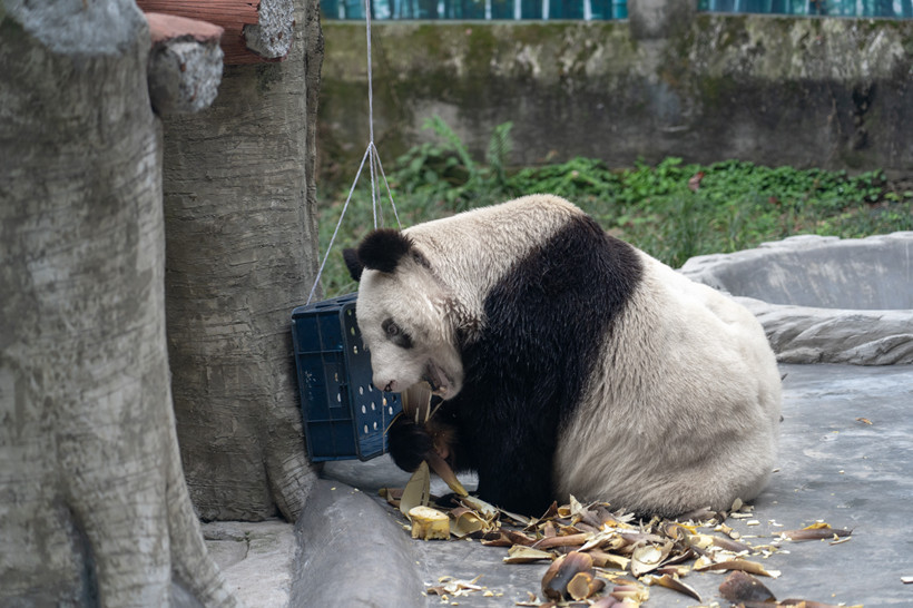 Zoo-xin-xing