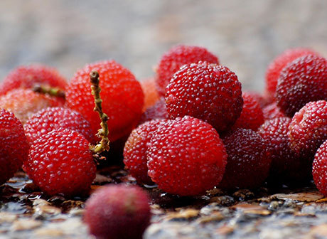 A Two-day Journey in Chongqing for Sulfur Cosmos, Yangmei, Camping, and Barbecue