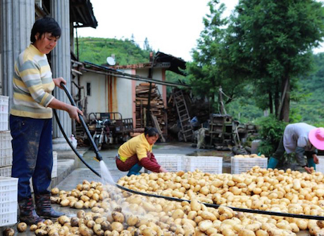 Bumper Potato Crop Shows the Way Out of Poverty