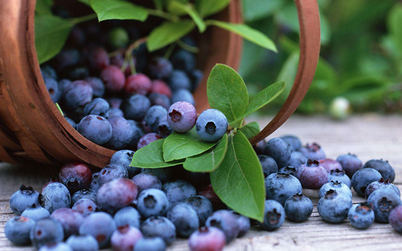 Leisure-Site-blueberries