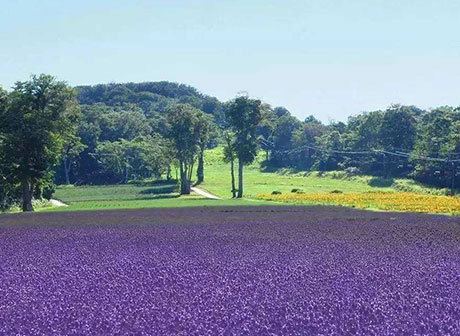 A Leisure Site with Verbena Sea, Placid Lake and Blueberries Picking