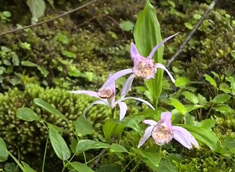 Endangered Wild Orchid Habitat Found in Jinfo Mountain!