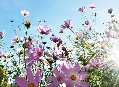 A Guide for Travel in the Sea of Flowers