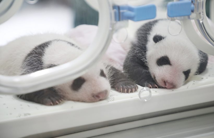 a pair of new born cubs panda